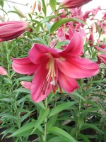 [4158 Carbonero Mak No02.JPG]